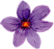 Purple Flower